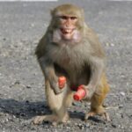 Monkey-Massacre-Karnataka-REUTERS-Monkey-India-Dead-Gundlupet-2025-07-bd31da900c24026f6b2ba28734bd48.jpeg
